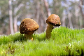 MILANSPORT下载-电竞高校联赛选手登上职业舞台实现梦想，电竞高校联盟赛事的意义