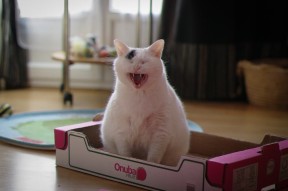 米兰体育官网-意甲终极豪门：技术与战术的巅峰较量，意甲传统豪门