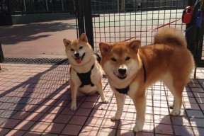 米兰体育官网-库里开设投篮体验馆推广篮球文化，库里的投篮训练