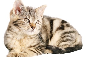 米兰体育-体育新闻中心发布体育内容原创度自动评估工具，体育新闻短视频