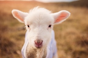 -城市篮球发展指数首次发布用于评估各地篮球活跃程度，篮球的城市