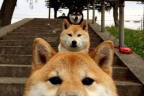 米兰登录入口-法国队在国际友谊赛中击败强敌，彰显世界强队地位，法国队小组赛