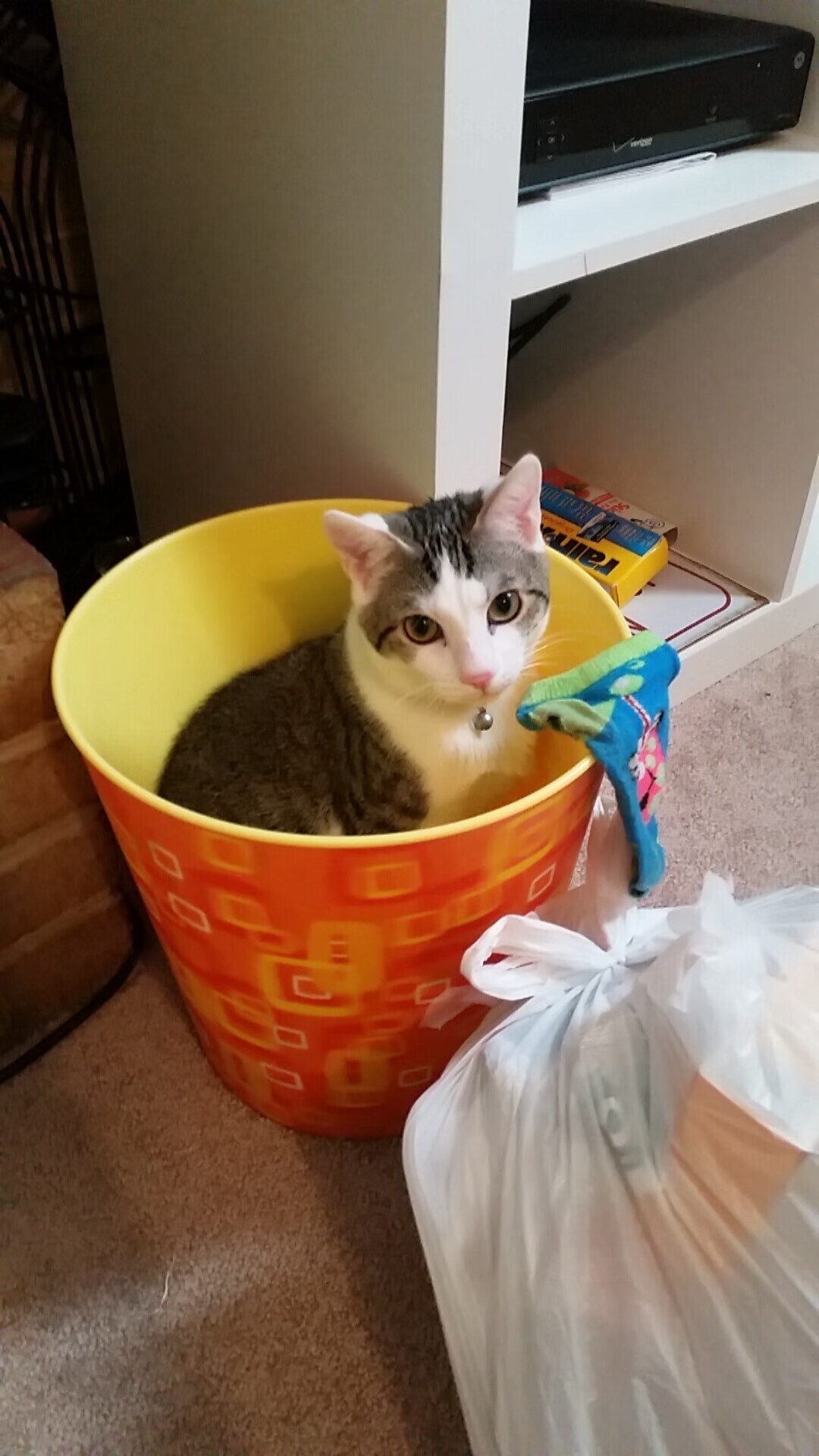 加拿大队赛制分析:团体赛制下如何灵活调整应对变化,加拿大队员