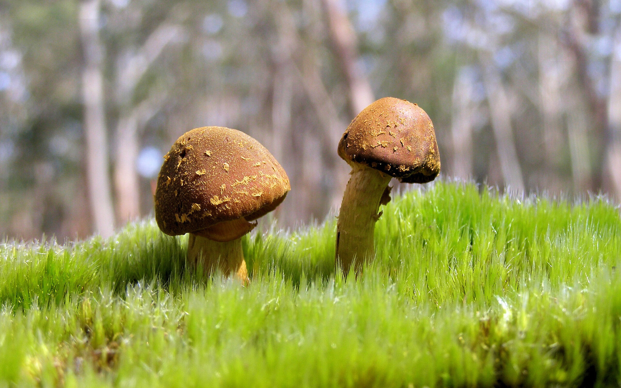 电竞高校联赛选手登上职业舞台实现梦想,电竞高校联盟赛事的意义