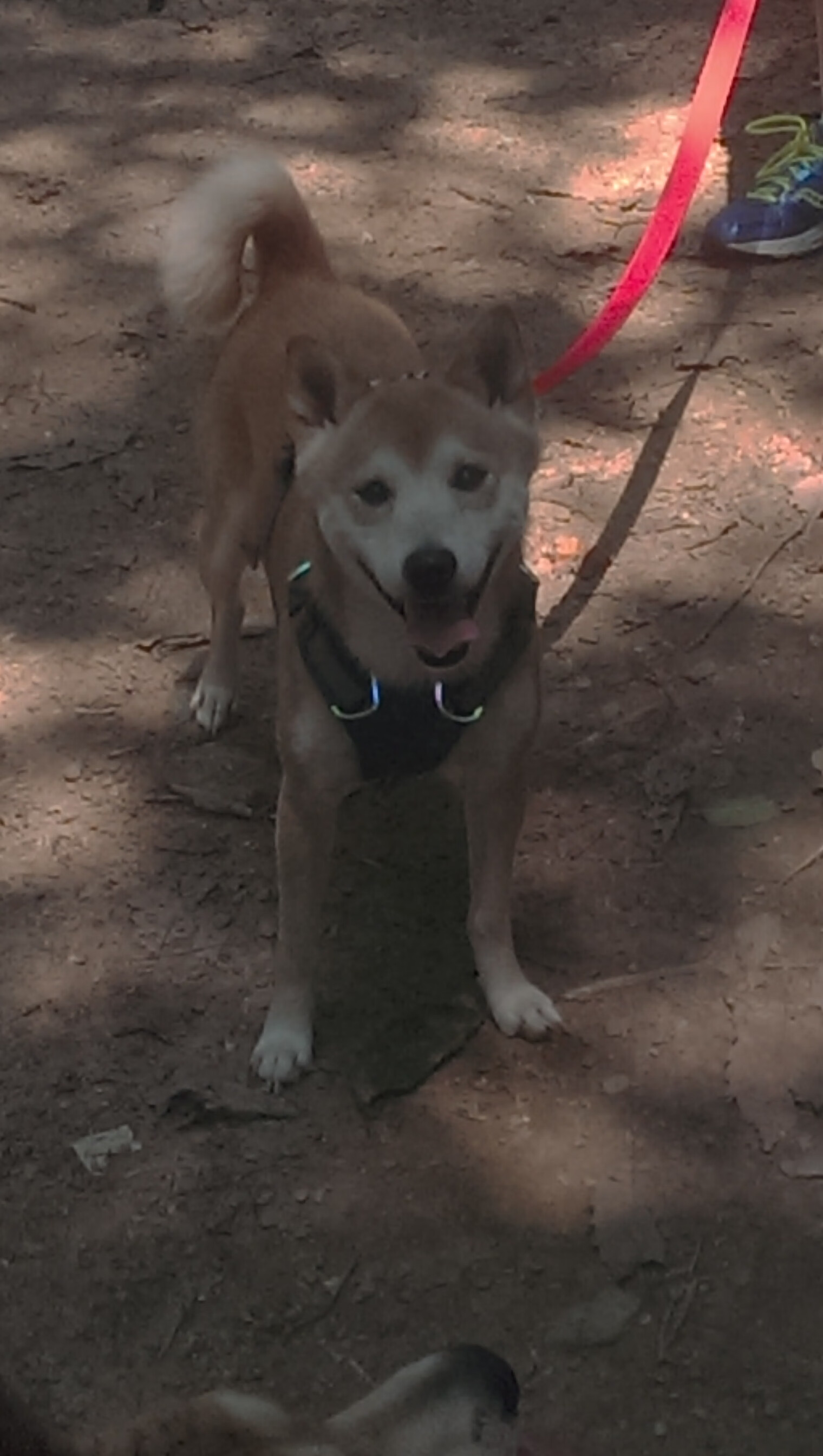 联赛高压防守与强队构建的心理韧性关系洞察,高压挑战攻守兼备