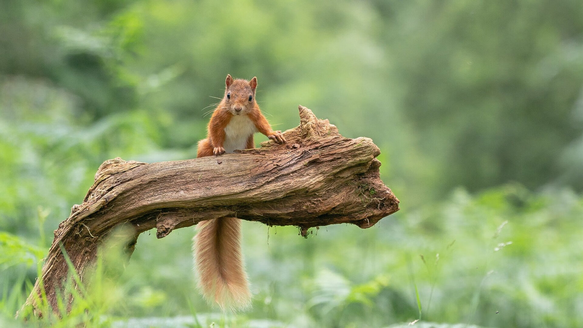 “彼得森助南非羚羊队登顶世界舞台”