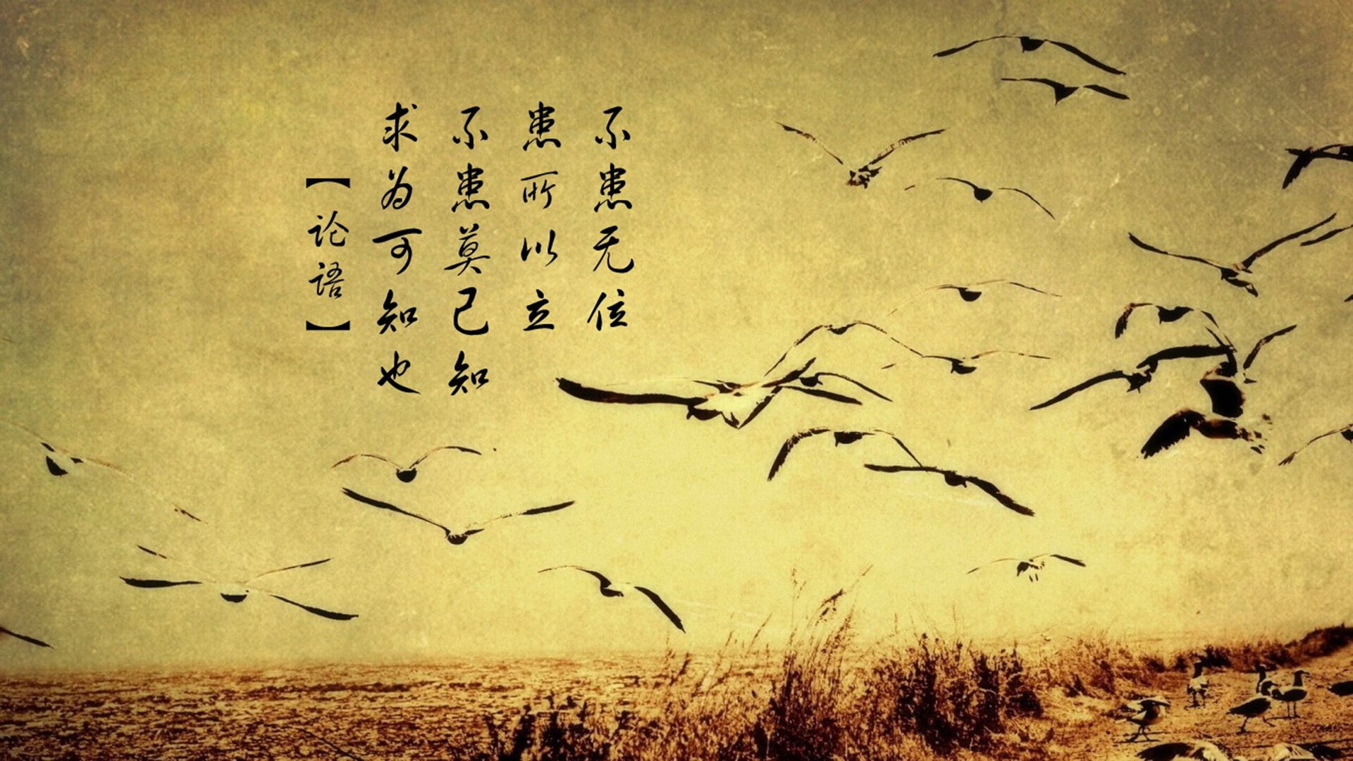 “马科斯·莫奇的精准封堵与强大压迫感,帮助美洲狮队屡次克敌制胜”