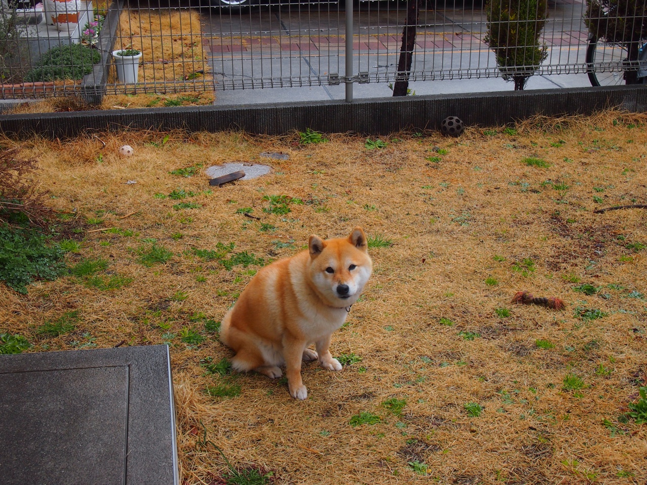 中国篮球加强数据分析提升战术研究,中国篮球训练现状