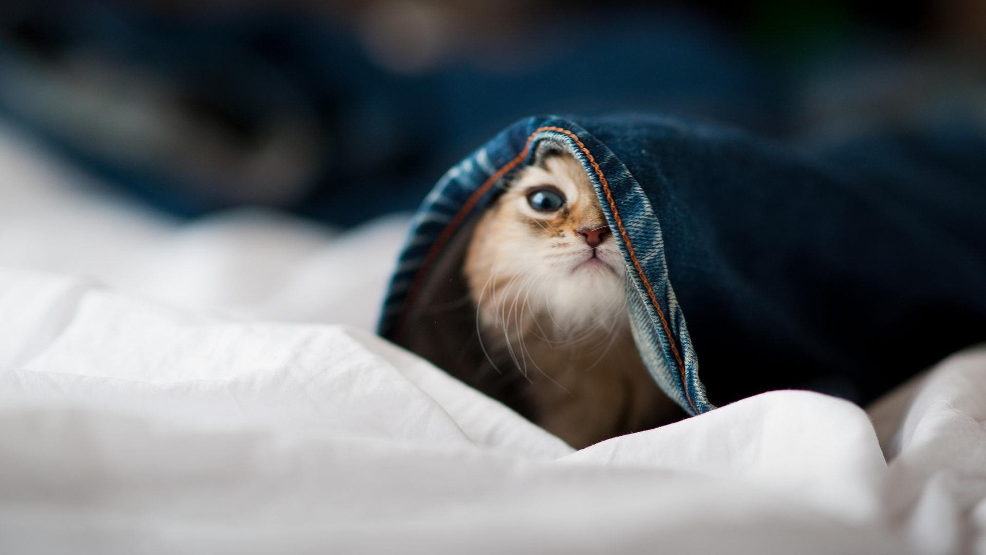 动作规范性与世界顶级选手标准接轨,动作规范下句接什么