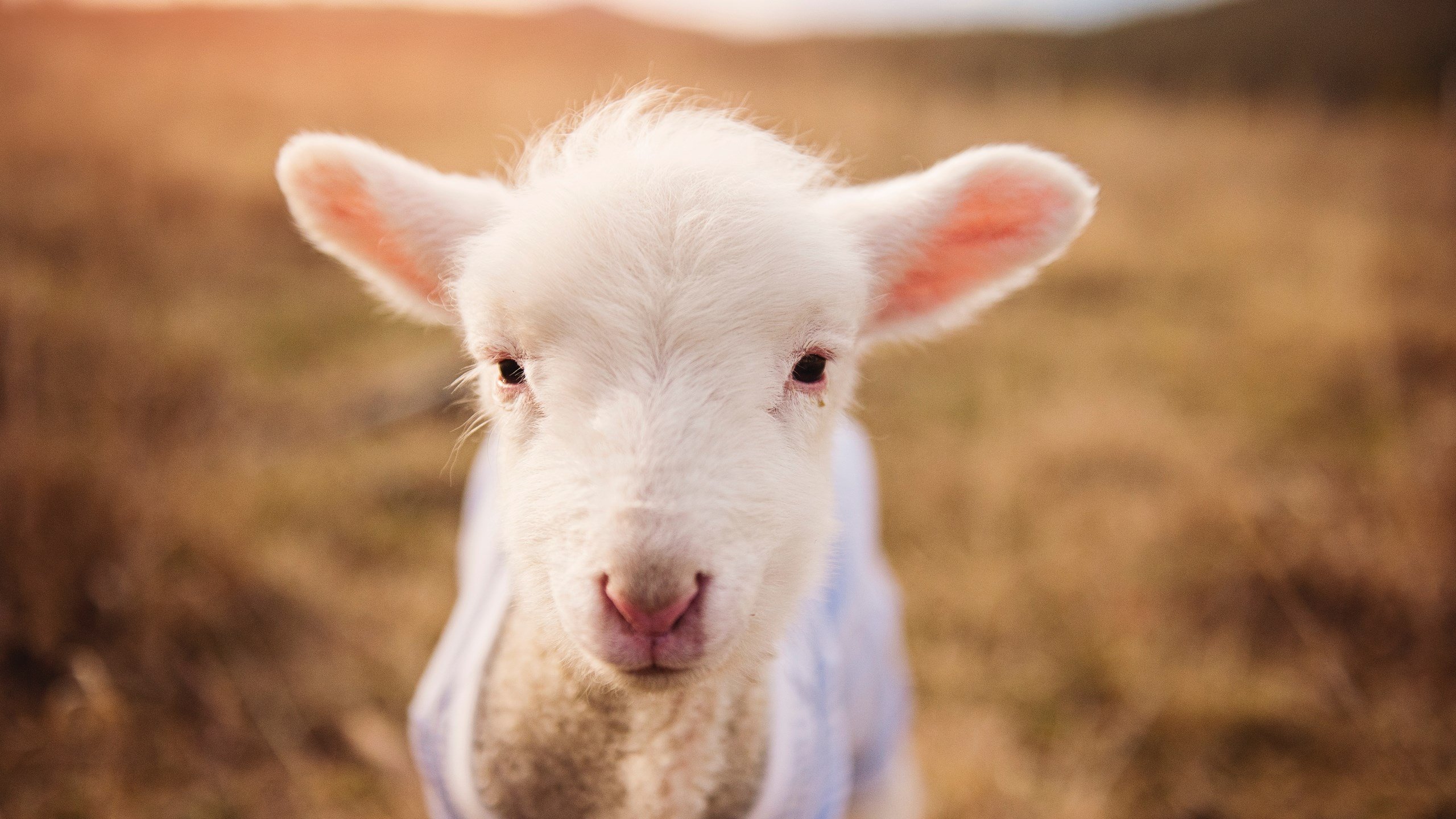 城市篮球发展指数首次发布用于评估各地篮球活跃程度,篮球的城市