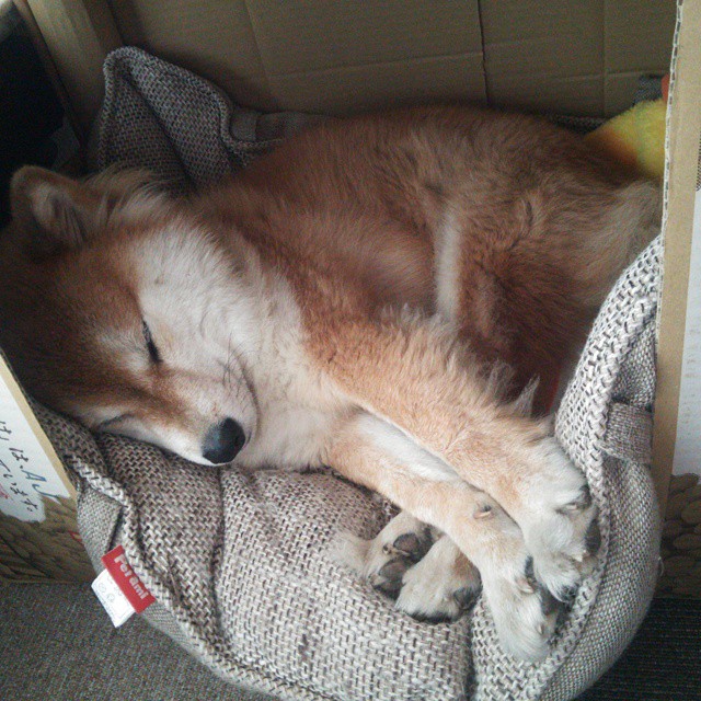 弗朗索瓦·霍尔茨豪伊泽:南非队的背后大师,迅速调整战术应对挑战