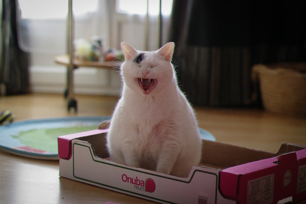 意甲终极豪门:技术与战术的巅峰较量,意甲传统豪门