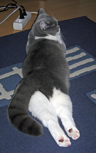 意甲终极豪门:技术与战术的巅峰较量,意甲传统豪门