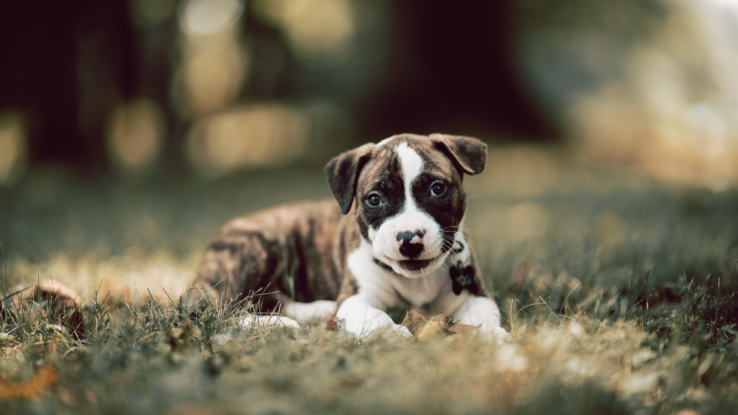 新西兰橄榄球:国际赛事中依旧是最具看点的球队,新西兰橄榄球和美国哪个厉害