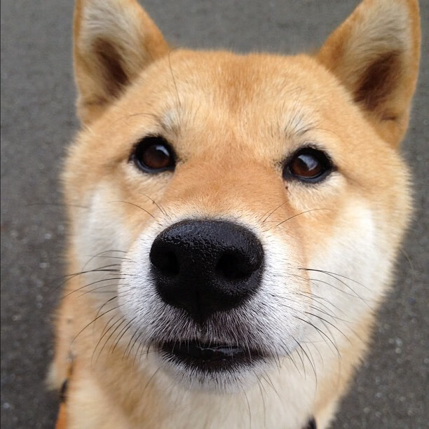 水球节奏控制瑞士主导全场,水球技巧